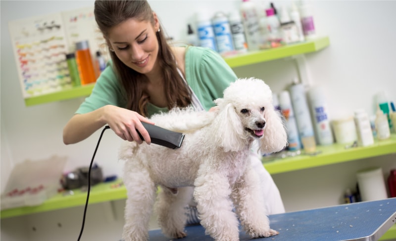 Dog being shaved