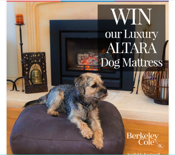 contest lead magnet idea